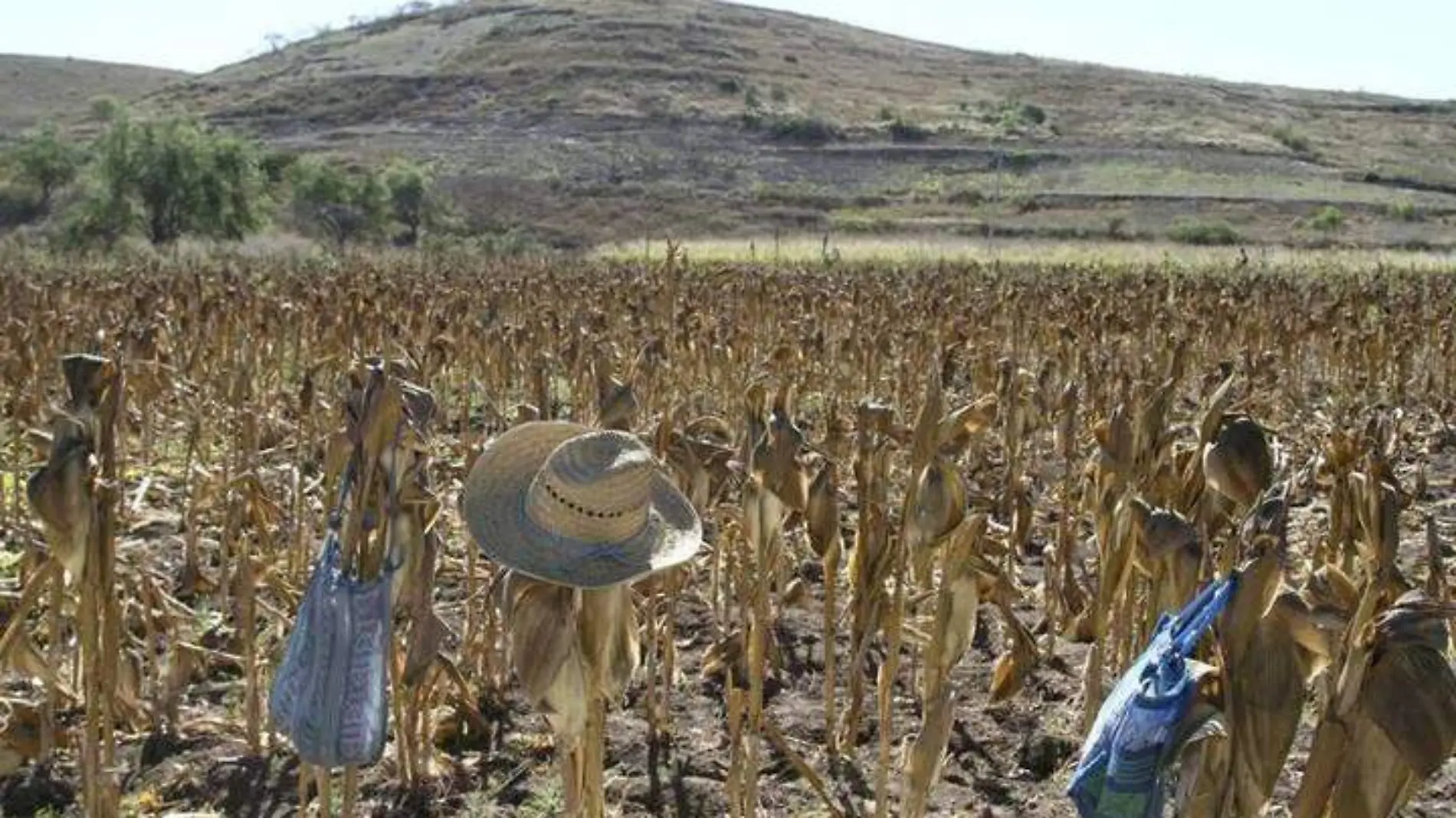 Indispensable estimular lluvias en la sierra de Durango cuato